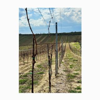 Vše bují, pučí, roste! 🌱🌱 #vinarstvihlinecky #vinohrad #cejkovice #vino