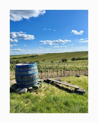 v Čejkovicích je jen jedno místo, kam můžete dojit, ať už se rozhodnete jít k a m k o l i v 🙃 #vinohrad